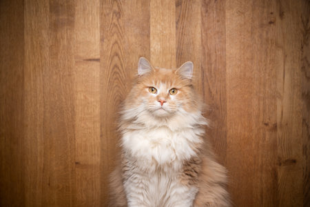cream tabby maine coon cat studio portrait in front of wooden background with copy space looking at cameraの写真素材