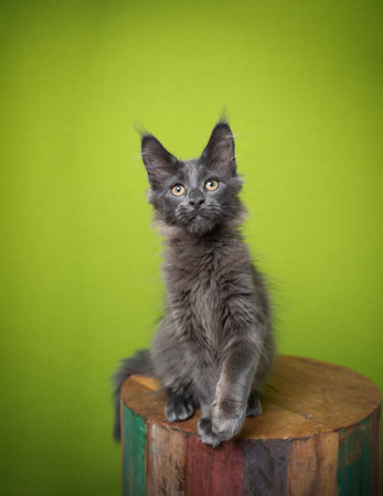 portrait of a cute blue maine coon kitten looking at camera in front of green background with copy spaceの写真素材
