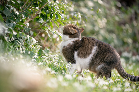 tabby white british shorthair cat smelling on leaves of a bush outdoors in springの写真素材