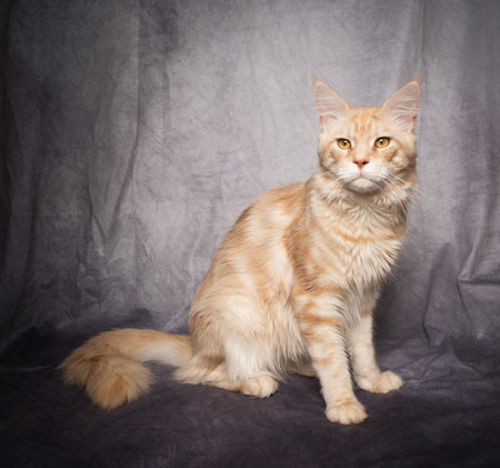 ginger cream tabby maine coon cat studio portrait on gray background with copy spaceの写真素材
