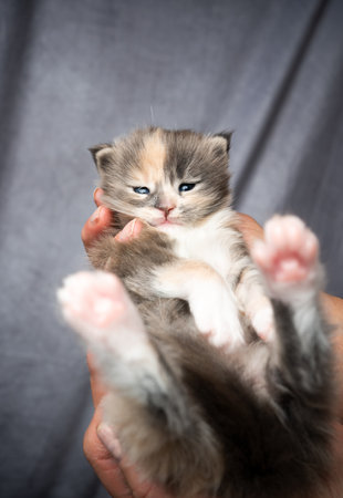 pet owner holding adorable 2 week old calico maine coon kitten in handsの写真素材