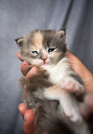 pet owner holding adorable 2 week old calico maine coon kitten in handsの写真素材