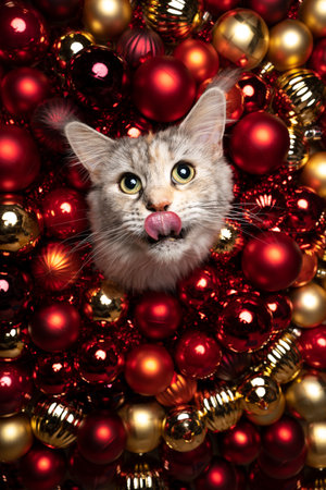 hungry maine coon cat licking lips sticking head through glossy red and golden christmas bauble decoration with copy spaceの写真素材