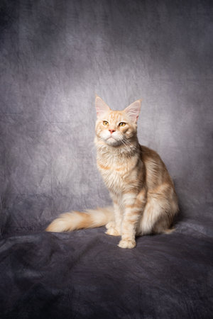 ginger cream tabby maine coon cat studio portrait on gray background with copy spaceの写真素材