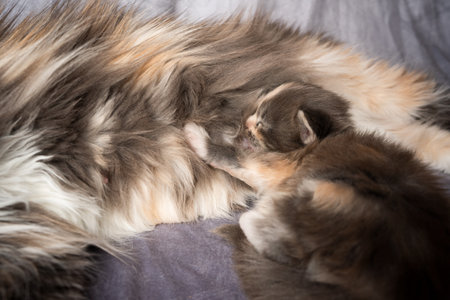 adorable 2 week old calico maine coon kitten drinking milk from breastfeeding cat motherの写真素材