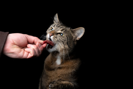 studio shot of human hand feeding tabby cat with raw beef on black background with copy spaceの写真素材