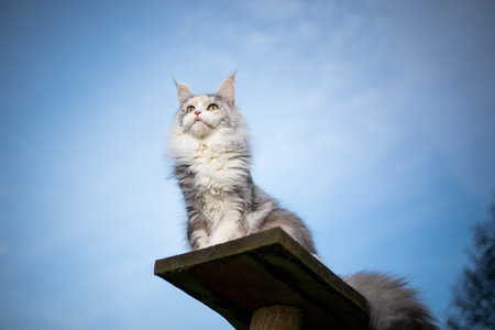 white maine coon cat sitting on wooden plank of a cat tree in front of clear sky outdoors in nature observing the areaの写真素材