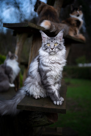 black silver classic tabby maine coon cat sitting on cat tree outdoors in nature in front of other cats looking at cameraの写真素材