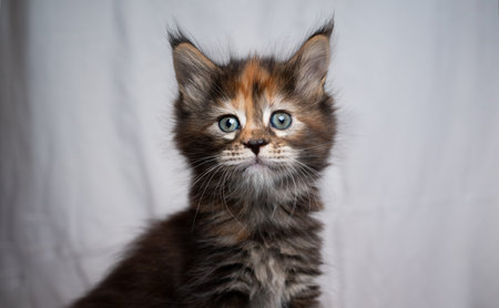 studio portrait of a cute black torbie maine coon kitten looking at camera curiouslyの写真素材