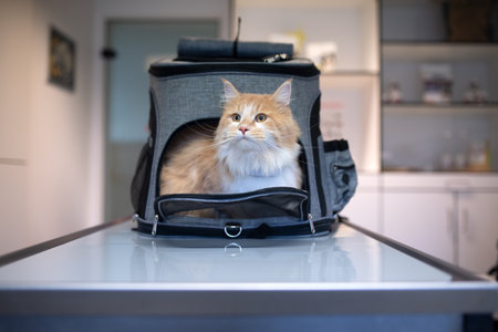 cream tabby ginger maine coon cat looking out of pet carrier backpack at the veterinarianの写真素材