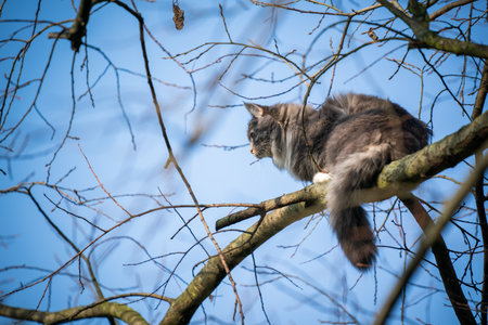 blue tabby maine coon cat climbing on high bare tree resting on branch observing the area on a sunny winter dayの写真素材