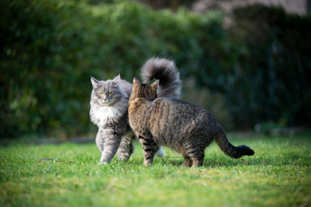two different cats meeting in the back yard side by sideの写真素材