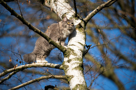 blue tabby white maine coon cat climbing on birch tree outdoors in nature in front of clear sky observing the areaの写真素材