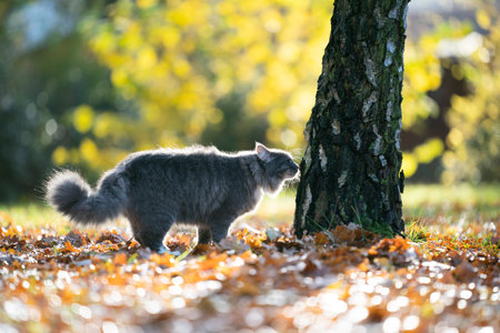 side view of a fluffy blue tabby maine coon cat standing on autumn leaves smelling on birch treeの写真素材