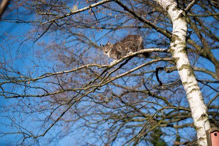 blue tabby white maine coon cat climbing on birch tree outdoors in nature in front of clear sky observing the areaの写真素材