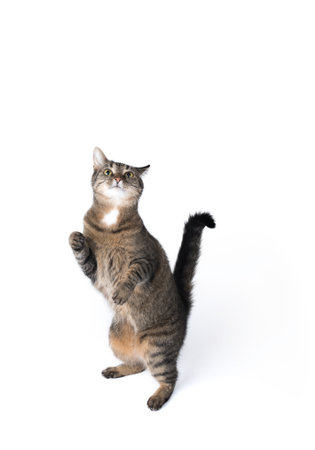 tabby cat begging for treats on white backgroundの写真素材