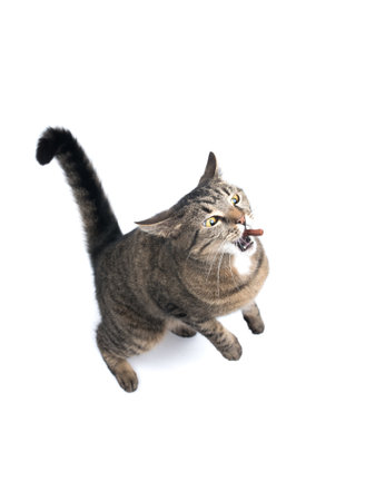 tabby cat begging for treats on white backgroundの写真素材