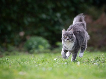 blue tabby maine coon cat running over the lawn in the back yard looking at cameraの写真素材