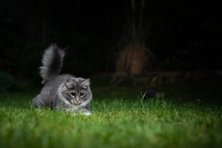 young playful blue tabby maine coon cat hunting in the garden at nightの写真素材