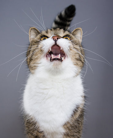 front view of a tabby white british shorthair cat looking up meowingの写真素材