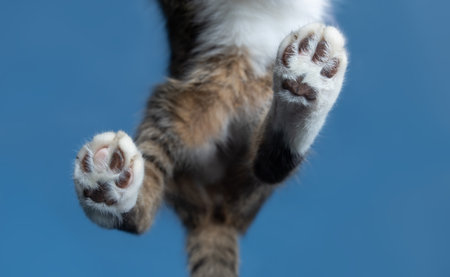 bottom view of hind legs paws of a tabby white british shorthair cat walking on window glass panel outdoors in front of blue skyの写真素材