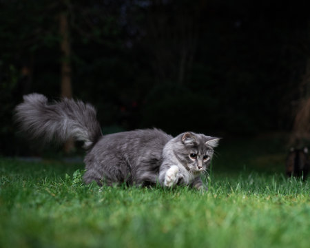 blue tabby maine coon cat hunting in the back yard at night moving quickly on the lawnの写真素材
