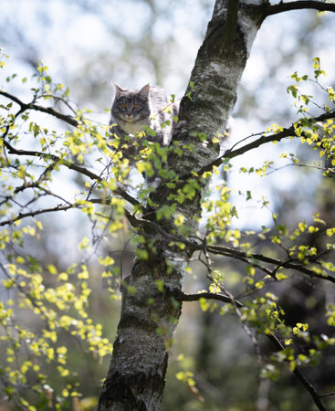 young blue tabby maine coon cat on a birch tree looking at camera on a sunny day in gardenの写真素材