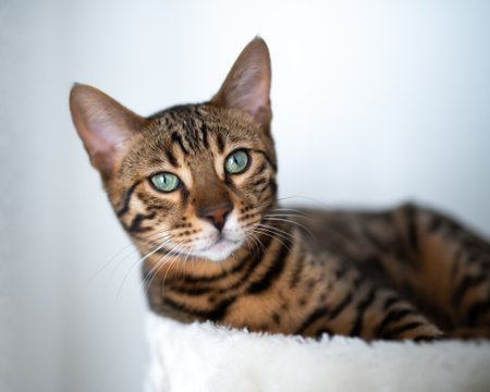 beautiful young bengal cat relaxing on pet bed on white backgroundの写真素材