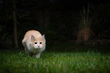 young beige white maine coon cat on the prowl in back yard at night sneaking over the lawn