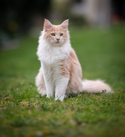 fluffy fawn cream colored maine coon cat sitting on the lawn in the garden observing the areaの写真素材