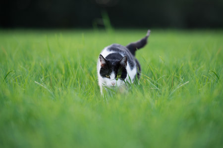 black and white cat walking in high grassの写真素材
