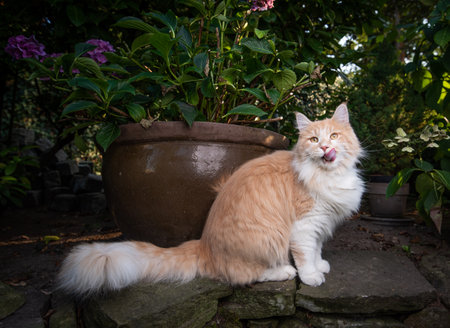 side view of a cream tabby ginger maine coon cat sitting on natural stone wall licking over mouth after getting treatsの写真素材