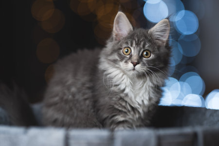 tabby blue maine coon kitten sitting in pet bed in front of some cold and warm christmas light string bokehの写真素材