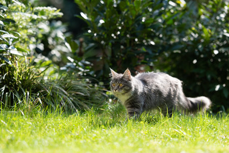 blue tabby maine coon cat on the move in the garden observing the area surrounded by botany and bushesの写真素材
