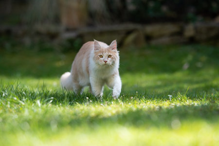 fawn cream colored maine coon cat walking towards camera looking at camera in a sunny day outdoors in the gardenの写真素材
