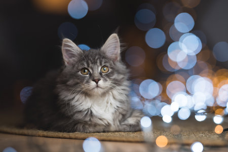 tabby blue maine coon kitten lying on a carpet relaxing in front of bokeh lights looking upの写真素材