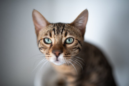 young bengal cat looking curiously at the camera. portrait with shallow depth of fieldの写真素材
