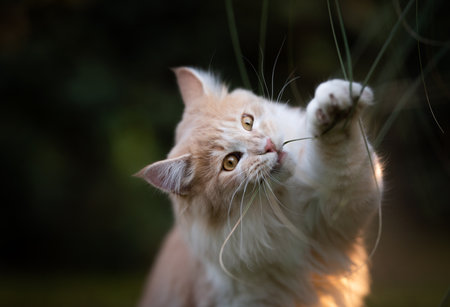 beige fawn maine coon cat playing with a culm of pampas grass outdoors raising pawの写真素材