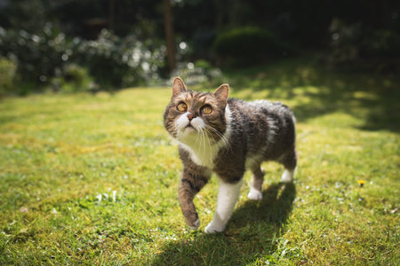 tabby white british shorthair cat walking over the lawn looking upの写真素材