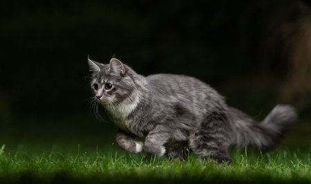 side view of a blue tabby maine coon cat running over the lawn quickly hunting at nightの写真素材