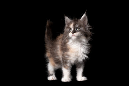 studio portrait of 8 week old calico maine coon kitten standing looking to the side isolated on black background with copy spaceの写真素材