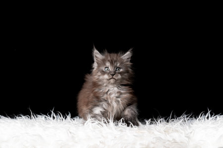 maine coon kitten sitting on white fur looking at camera surprised isolated on black background with copy spaceの写真素材