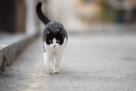 black and white domestic shorthair cat with notched ear walking towards camera on the streetの写真素材