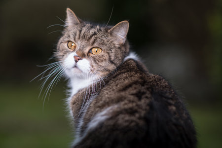 portrait of a tabby white british shorthair cat looking back outdoorsの写真素材