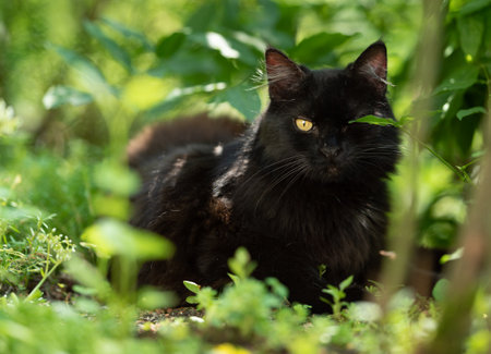 black domestic longhair cat on the prowl. the cat is hiding one eye behind a plant outdoors in nature looking at cameraの写真素材