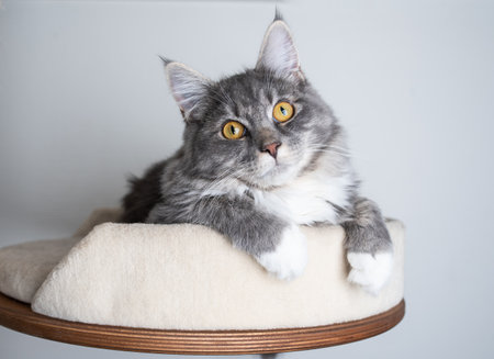 maine coon cat with white paws lying on wooden scratching post platform covered with beige carpet looking up curiouslyの写真素材
