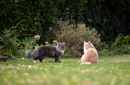 two young maine coon cats outdoors in garden looking at cameraの写真素材