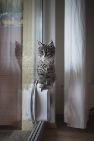blue tabby maine coon kitten standing on cat flapの写真素材