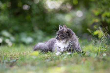 young maine coon cat with white paws and fluffy tail lying on grass outdoors in the garden looking to the sideの写真素材