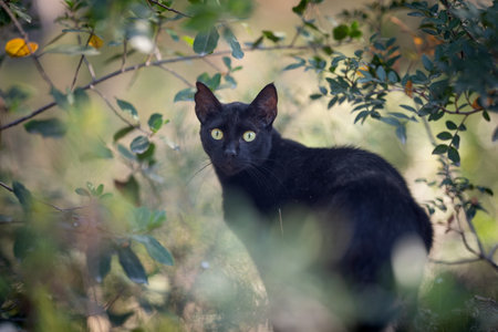 beautiful black stray cat with ear notch in the forest surrounded by plants looking at camera in Cala Gat, Majorcaの写真素材